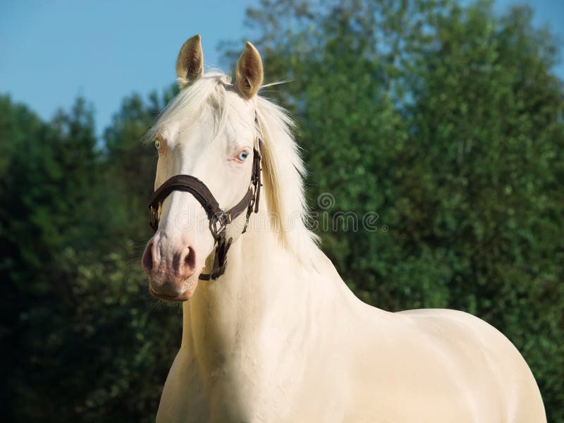 Portrait of cream Dutch ride pony. sunny day. Portrait of cream Dutch ride pony. sunny day