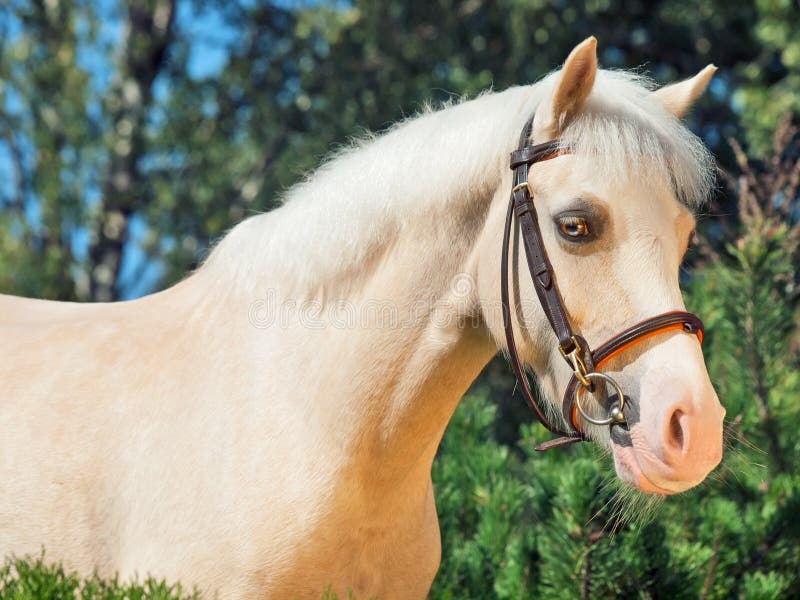 Portrait of cream welsh pony. sunny day. Portrait of cream welsh pony. sunny day