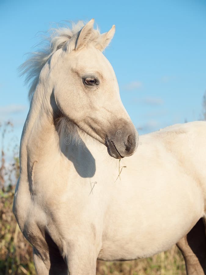 Portrait of cream pony foal at freedom. Portrait of cream pony foal at freedom.