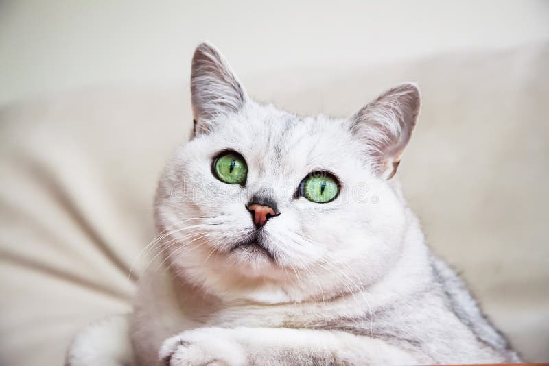 Portrait du repos attentif sur le chat blanc-gris de sofa avec de beaux grands yeux verts images stock Portrait du repos attentif sur le chat blanc-gris de sofa avec de beaux grands yeux verts images stock