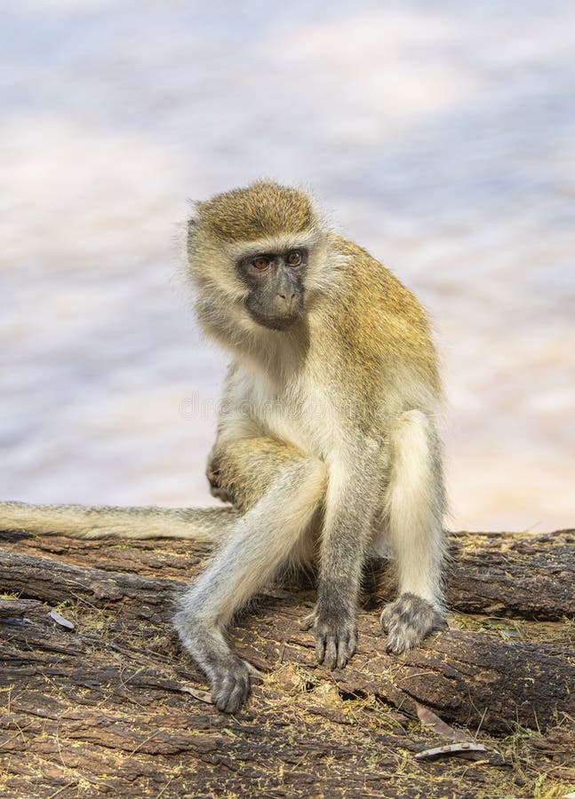 Portrait du singe de vervet au visage noir masculin, aethiops de Ceropithecus, posés sur le tronc d'arbre photos stock Portrait du singe de vervet au visage noir masculin, aethiops de Ceropithecus, posés sur le tronc d'arbre photos stock