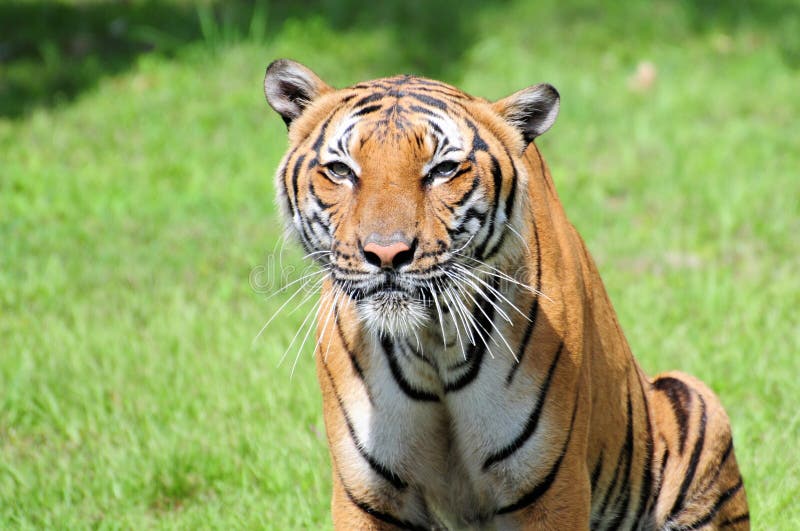 Portrait du tigre masculin images stock Portrait du tigre masculin images stock