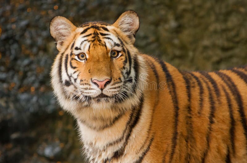Siberian Tiger Portrait. Aggressive Stare Face Meaning Danger for the Prey  Foto de Stock - Imagem de animal, risco: 148370096