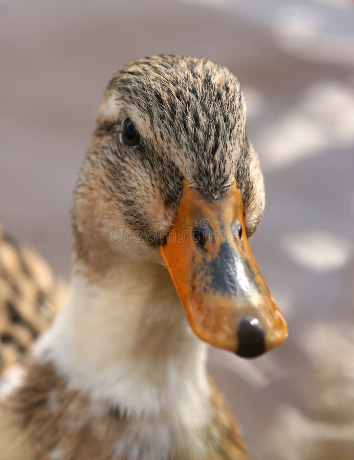 Portrait of a duck