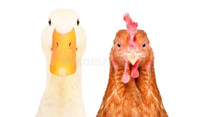 Portrait of a duck and chicken