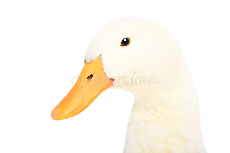 Portrait of a duck