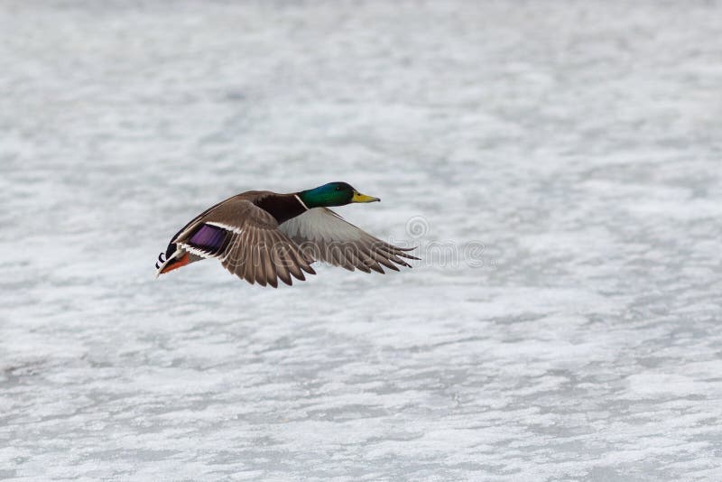 Portrait of a duck in flight