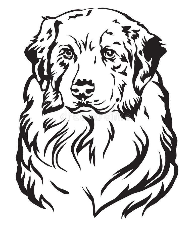 Dessin Berger Australien Noir Et Blanc Portrait Australien De Dessin De Main De Vecteur De Berger Illustration