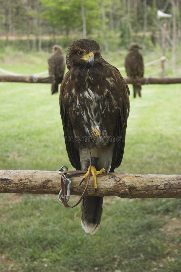 Portrait of a Eagle