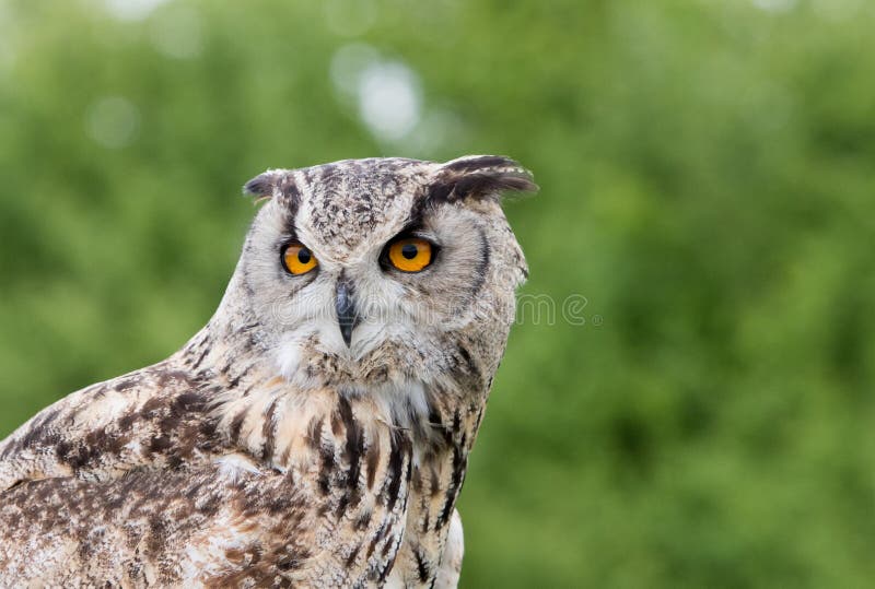 Portrait of an eagle owl with a lush green background stock photography Portrait of an eagle owl with a lush green background stock photography