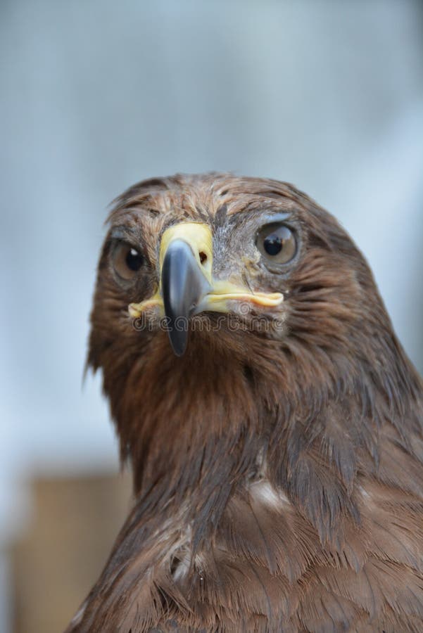 Portrait of eagle stock photo Portrait of eagle stock photo