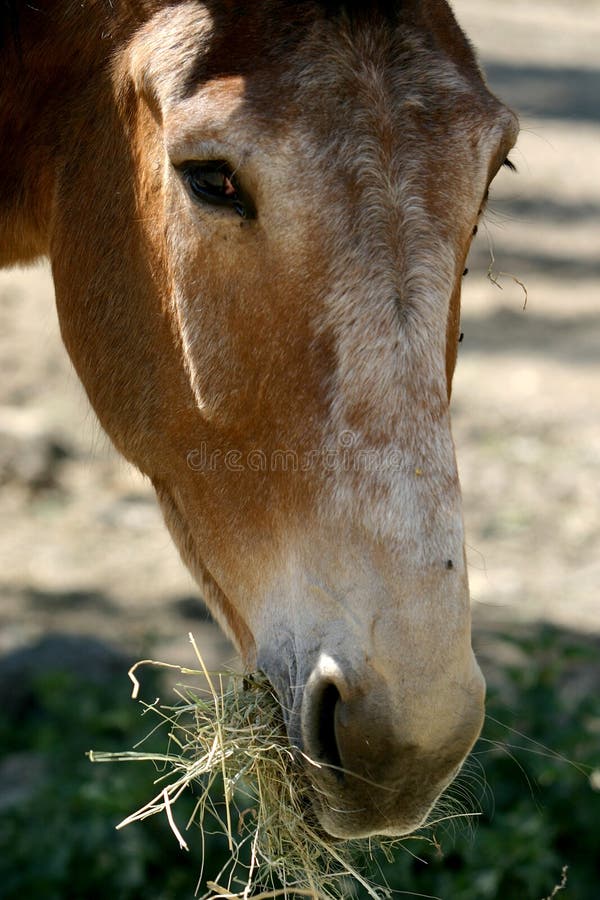 Portrait of an Eating Horse Stock Image Image of animal, brown 2360237