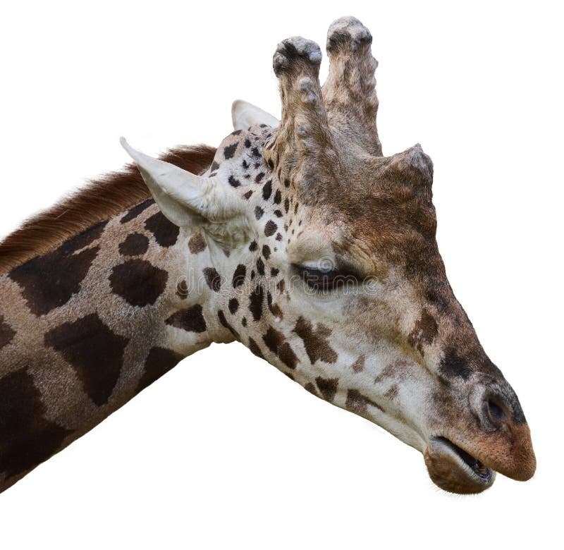 Portrait einer Giraffe für Erwachsene auf weißem, isoliertem Hintergrund stockfoto