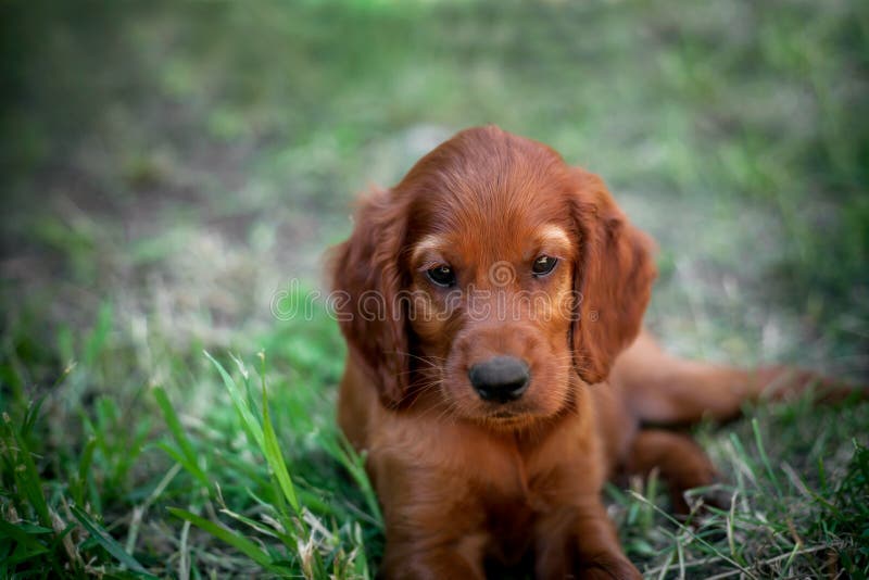 Portrait eines jungen Irischen Setters stockbild