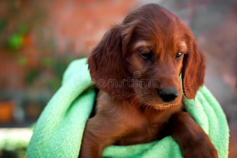 Portrait eines jungen Irischen Setters lizenzfreie stockfotografie