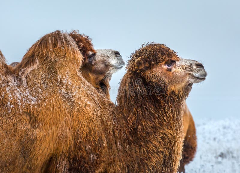 Portrait Eines Kamels Kamele In Der Winter Stavropol