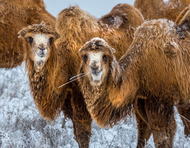 Kamele Der Steppe StockFotos Laden Sie 236 RoyaltyFree