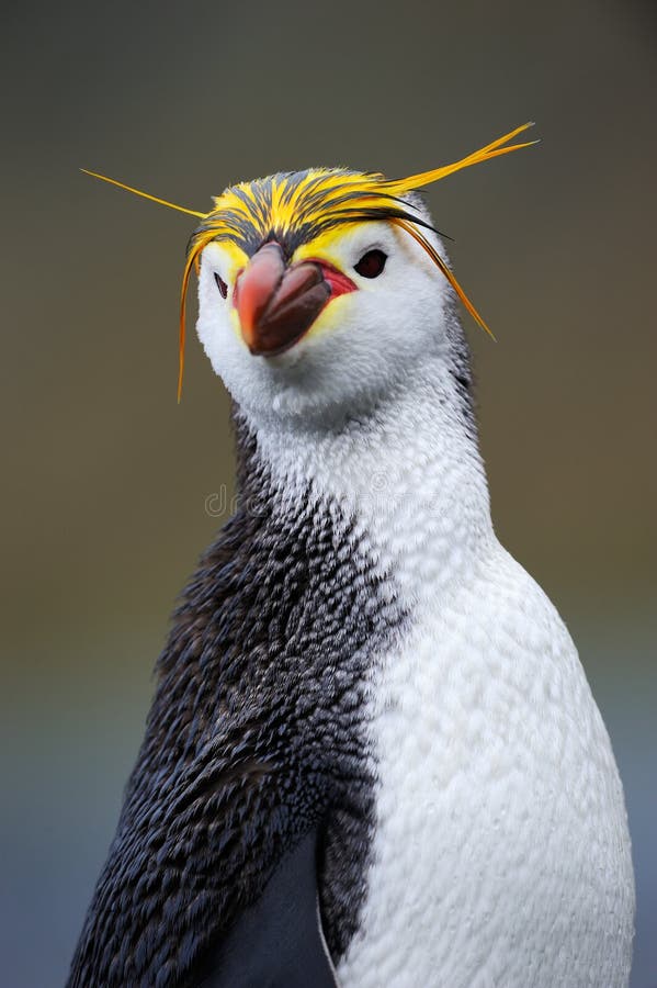 Portrait of a Royal Penguin. Portrait of a Royal Penguin.