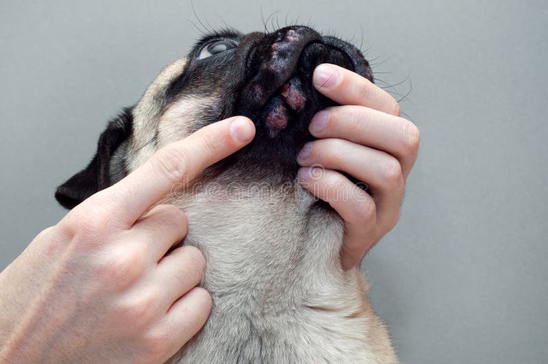 Hundeallergie heilen