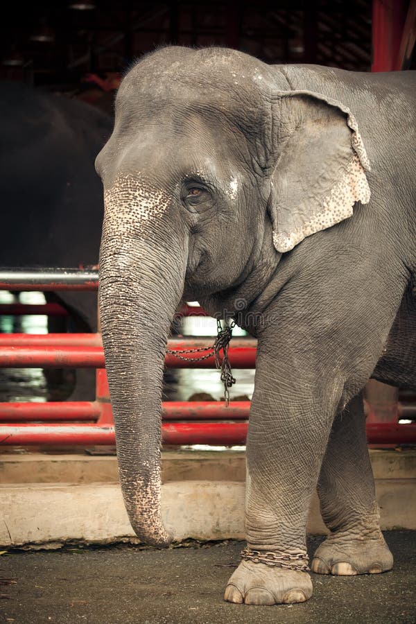 Portrait of an elephant