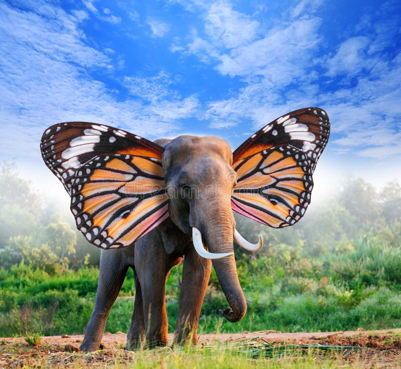 Elephant butterfly. Слон бабочка. Слоненок с бабочкой. Слоны и бабочки. Слоники с крыльями.