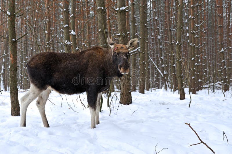 Portrait Elk