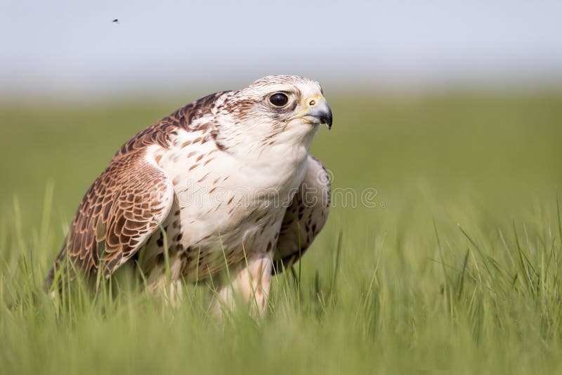 Portrait en gros plan d'un faucon de passe-temps, subbuteo de Falco, pendant l'alimentation sur l'herbe images stock Portrait en gros plan d'un faucon de passe-temps, subbuteo de Falco, pendant l'alimentation sur l'herbe images stock