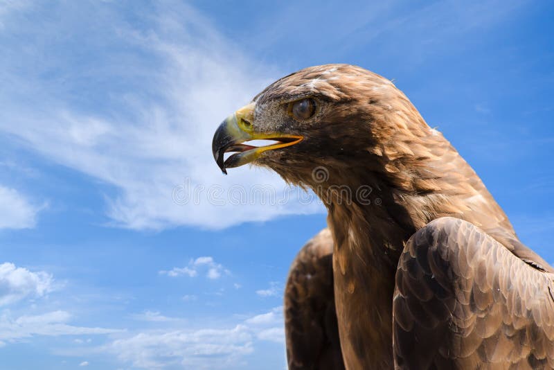Portrait en gros plan de grand aigle d'or au-dessus de ciel bleu profond photos stock Portrait en gros plan de grand aigle d'or au-dessus de ciel bleu profond photos stock