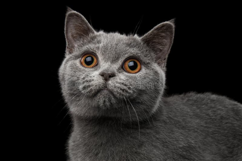Portrait en gros plan de Gray British Kitten sur le fond noir d'isolement photo stock Portrait en gros plan de Gray British Kitten sur le fond noir d'isolement photo stock