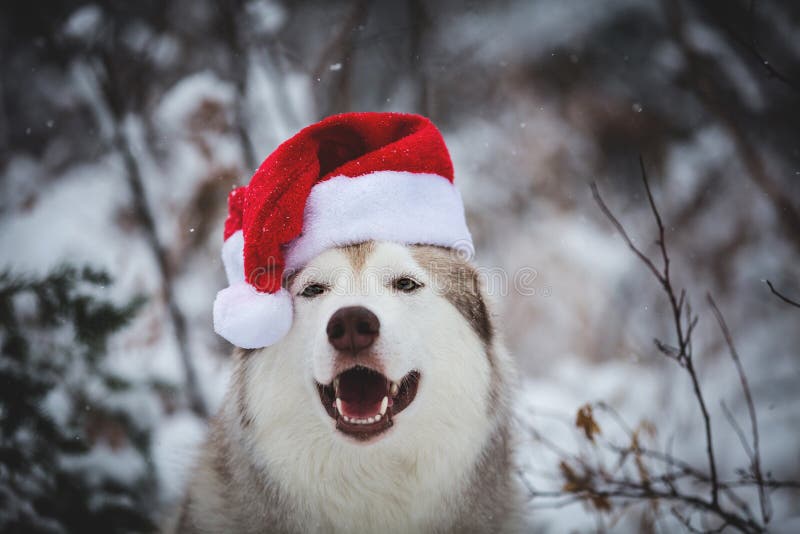 Portrait en gros plan du chien enroué sibérien heureux mignon utilisant le chapeau du père noël dans la forêt d'hiver sur le fond photos libres de droits Portrait en gros plan du chien enroué sibérien heureux mignon utilisant le chapeau du père noël dans la forêt d'hiver sur le fond photos libres de droits