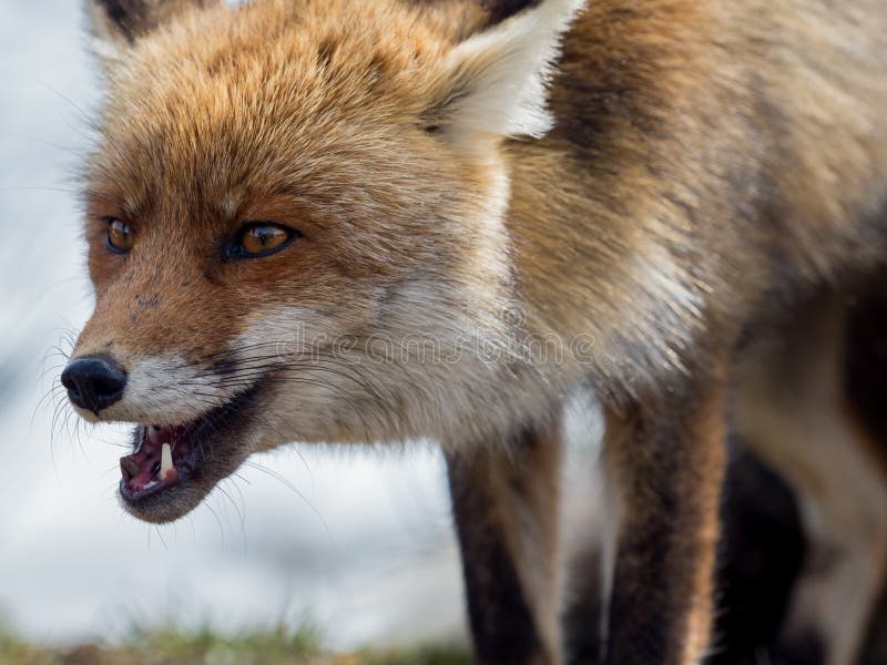 Portrait en gros plan rouge de renard (vulpes de Vulpes) photo stock Portrait en gros plan rouge de renard (vulpes de Vulpes) photo stock