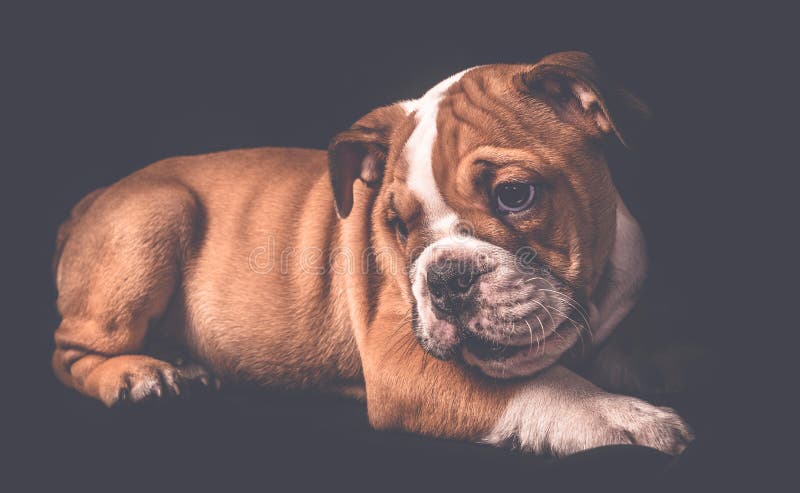 Portrait of english bulldog puppy stock photo Portrait of english bulldog puppy stock photo
