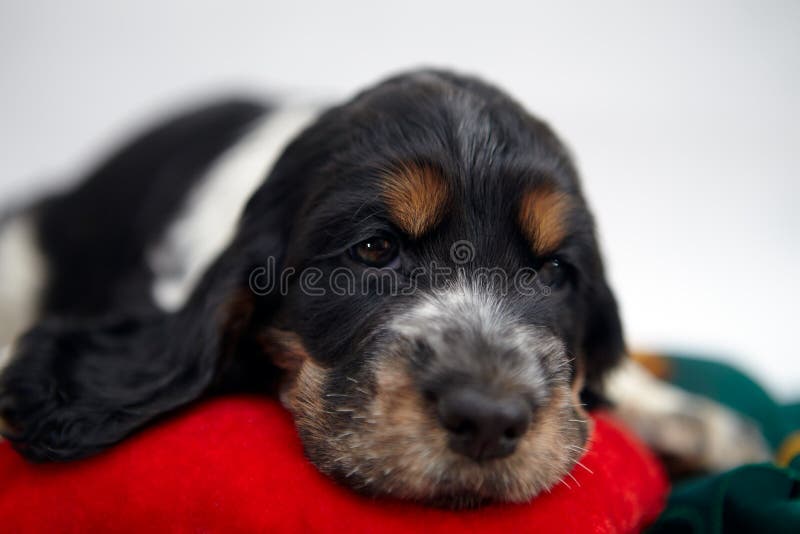 wallpapers Baby Cocker Spaniel Black And Brown dreamstime com