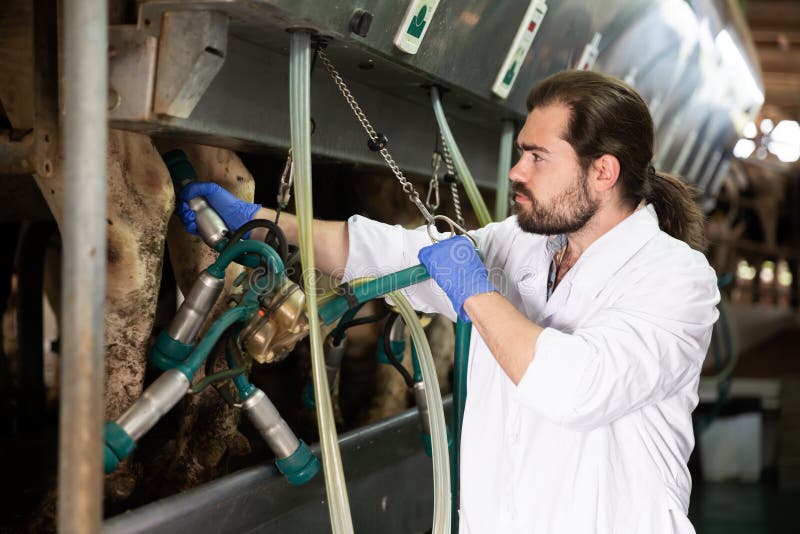 Experienced Dairy Farm Owner Teaching Young Worker Stock Photo Image