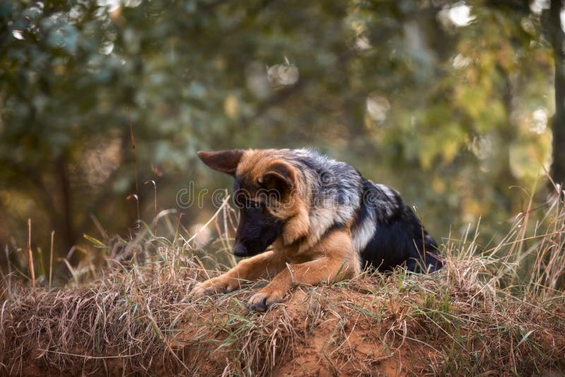 Portrait extérieur de jeune chien de berger allemand photographie stock Portrait extérieur de jeune chien de berger allemand photographie stock