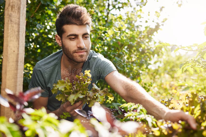 Portrait extérieur de jeune jardinier caucasien barbu attirant dans le T-shirt bleu fonctionnant dans le jardin, rassemblant la s photographie stock libre de droits Portrait extérieur de jeune jardinier caucasien barbu attirant dans le T-shirt bleu fonctionnant dans le jardin, rassemblant la s photographie stock libre de droits