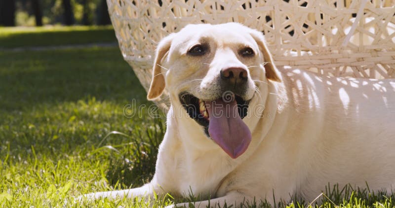 Portrait extérieur de l'adorable chien labrador reposant sur l'herbe au parc reposant après la marche avec la langue collée vers l