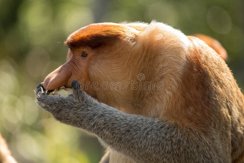 Portrait of Fabulous Longnosed Monkey Stock Image Image of funny