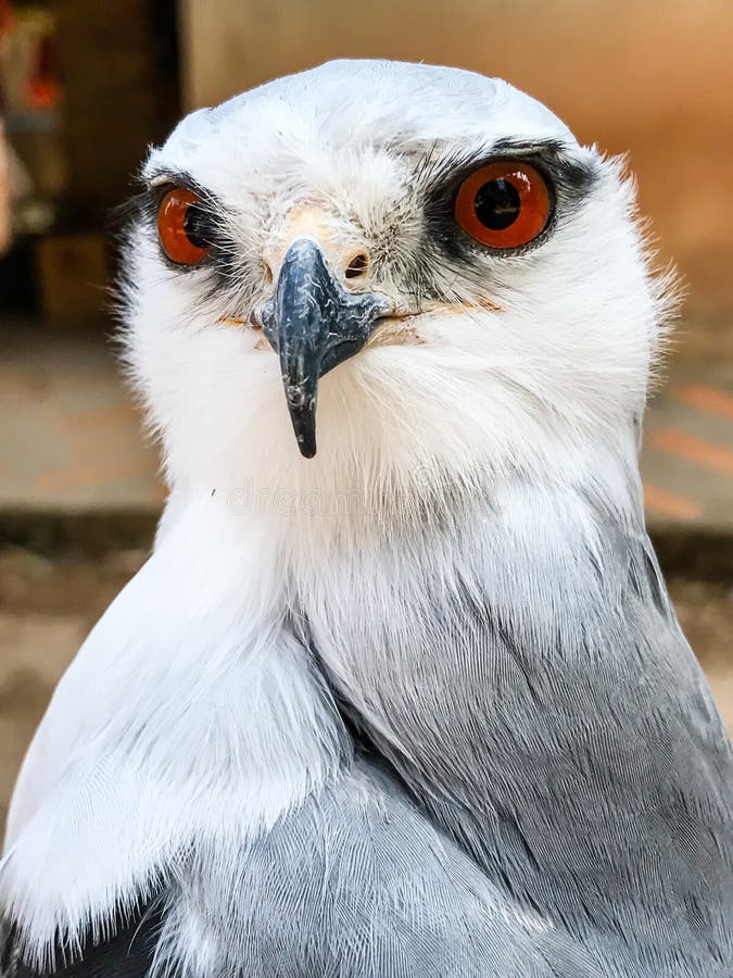 White Falcon Bird Stock Photos Download 6,860 Royalty Free Photos