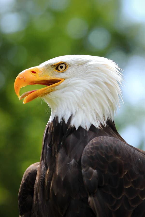 Portrait of a Famous American Eagle Stock Image Image of head