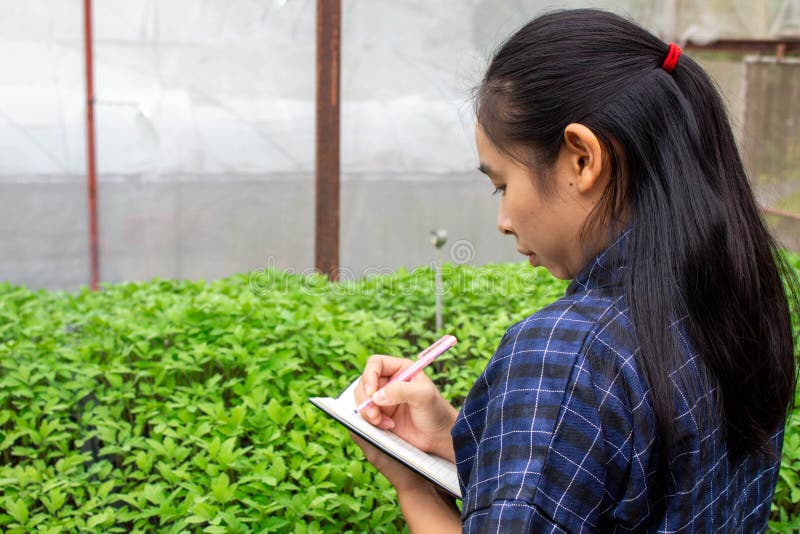 Portrait of a farmer Asian woman at work in greenhouse with notebook examines the growing seedlings on the farm and diseases in royalty free stock image Portrait of a farmer Asian woman at work in greenhouse with notebook examines the growing seedlings on the farm and diseases in royalty free stock image
