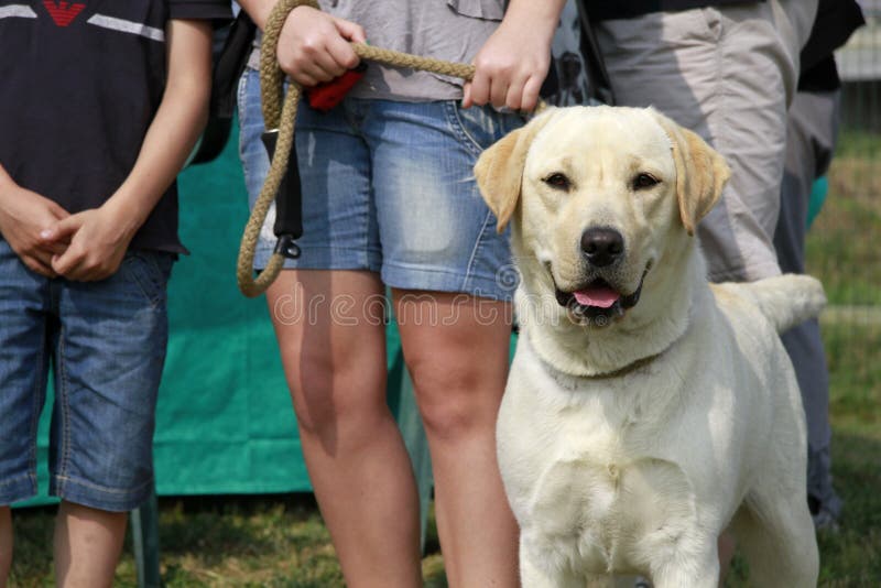 Portrait of a female adult labrador