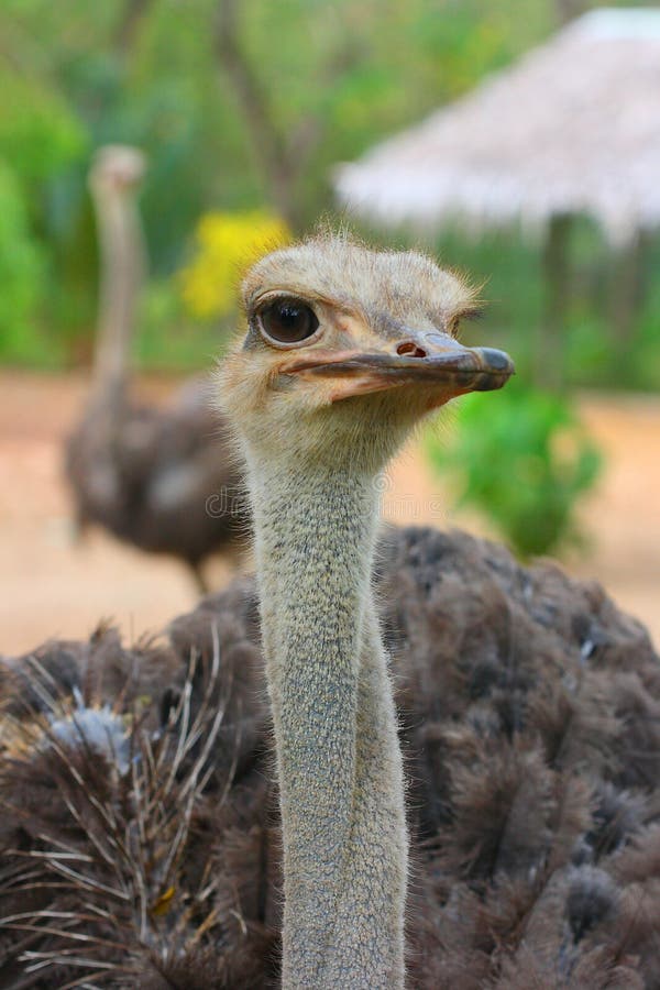 Portrait of Female African Ostrich royalty free stock photos