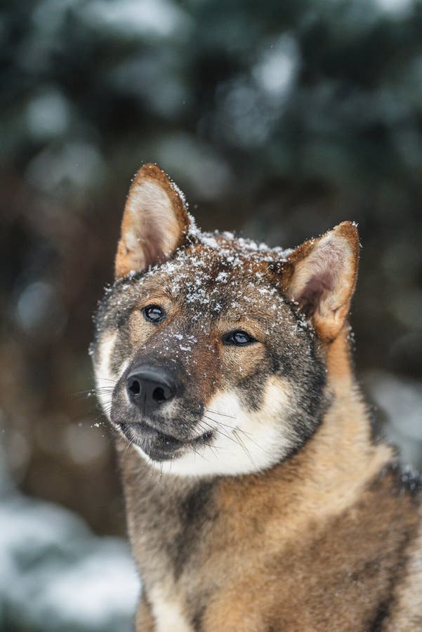 Portrait of a female dog of the Japanese shikoku breed