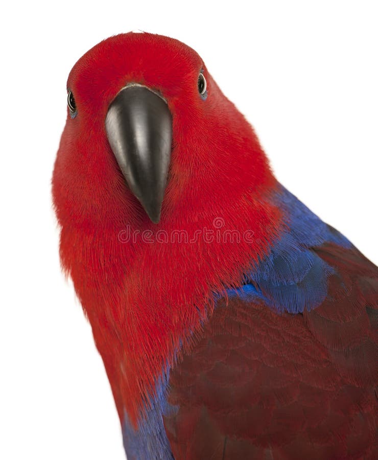 Portrait of Female Eclectus Parrot, Eclectus roratus
