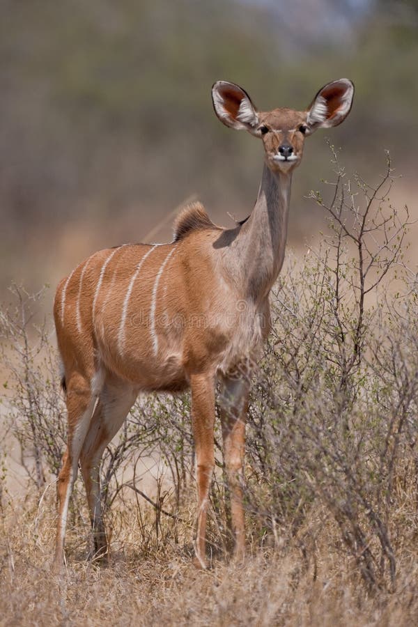 Portrait of a female Kudu stock photo