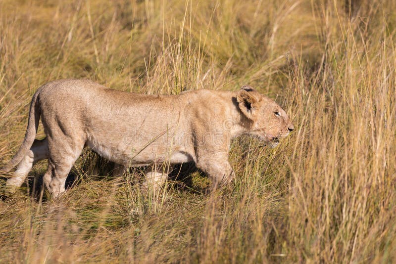 Portrait of Female lion, leo panthera, hunting in the tall grass of the Maasai Mara in Kenya, Africa royalty free stock photography Portrait of Female lion, leo panthera, hunting in the tall grass of the Maasai Mara in Kenya, Africa royalty free stock photography