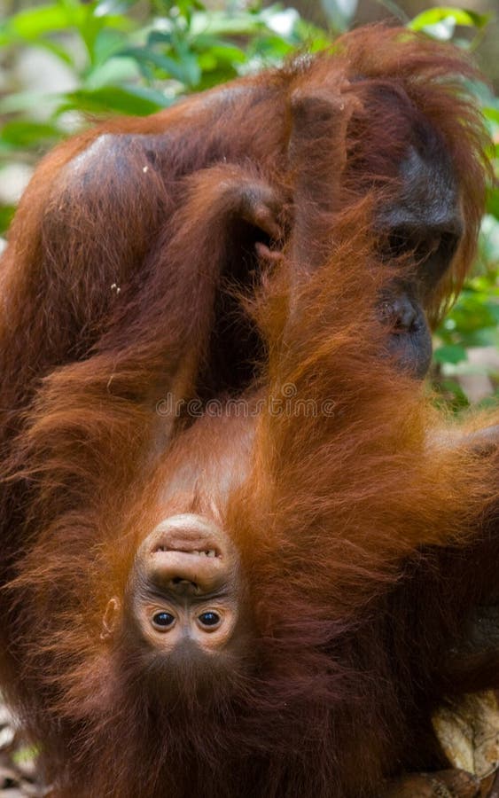 Portrait of a female orangutan with a baby in the wild. Indonesia. The island of Kalimantan (Borneo). Eating, fruit.