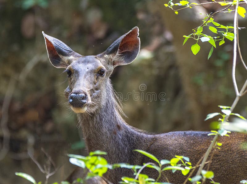 Portrait of Female Sambar Deer - Rusa Unicolor in Forest Stock Photo -  Image of herbivorous, deer: 144663830