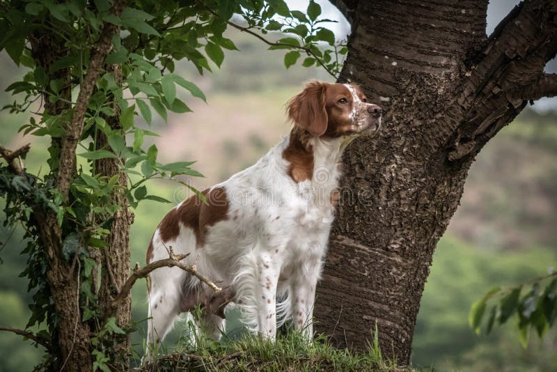 Portrait femelle de chien d'épagneul de Bretagne